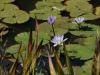 Kirstenbosch