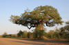 baobab