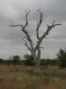 Kruger2