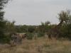 Kruger2