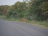 Kruger2