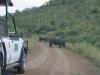 Rhinos