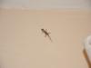Gecko