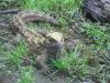Henri, le tuatara