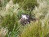 antipodes wanderer albatross