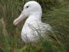 royal albatross
