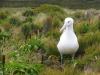 Albatross Royal