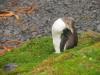 yellow eyed pinguin