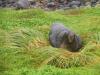 phoque