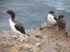 cormoran