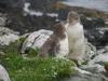 yellow eyed moulting + chick