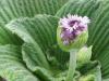 pleurophyllum - detail