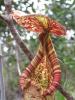 Diaporama Plantes
