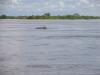 Dauphins
