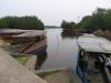 mangrove