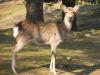 Nara - biche
