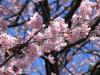 Sagura