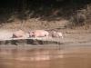 Pink buffalo