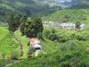 Plantation de the