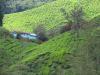 Plantation de the