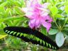 Papillon