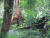 Tigre