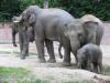 Un elephant ca trompe enormement