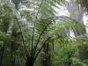 Fougeres et Kauri
