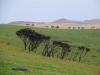 Champs et dunes