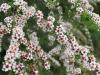 fleurs d'été