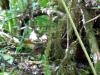 weka