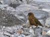 Un  kea
