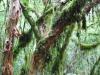 birch et licken