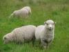 Catlins - Cannibal Bay - moutons