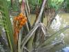 cocotiers d'eau