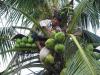 ramassage des noix de coco